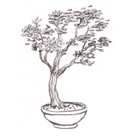 Bonsai tree image